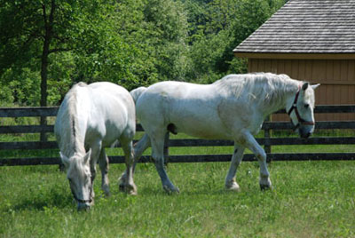 Horse Drawn Wedding Carriage Horse - Bob & Duke