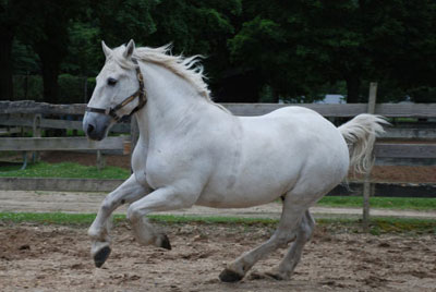 Horse Drawn Carriage Horse - Duke